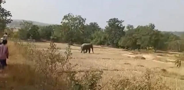 ଦନ୍ତାର ଉତ୍ପାତ: ରାସ୍ତା ବନ୍ଦ କଲା, ବିଦ୍ୟାଳୟରେ ପଶିଲା