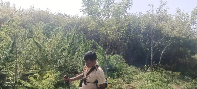 କନ୍ଧମାଳରେ ୮ କୋଟି ଟଙ୍କାର ଗଞ୍ଜେଇ ଚାଷ ନଷ୍ଟ