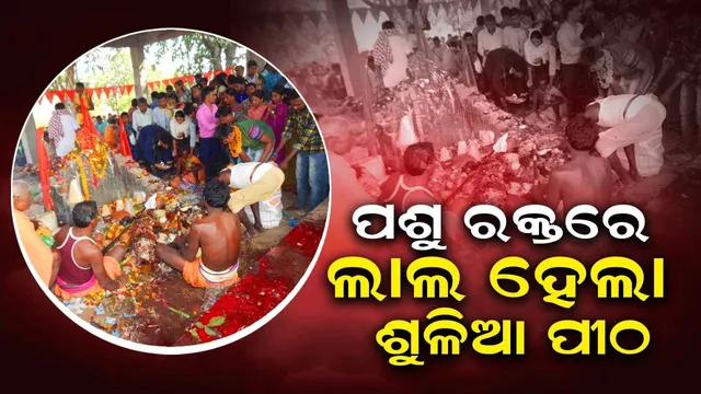 ରକ୍ତରଞ୍ଜିତ ହେଲା ଶୁଳିଆ ପୀଠ: ହଜାର ହଜାର ଭକ୍ତଙ୍କ ସମ୍ମୁଖରେ ପଡ଼ିଲା ବଳି