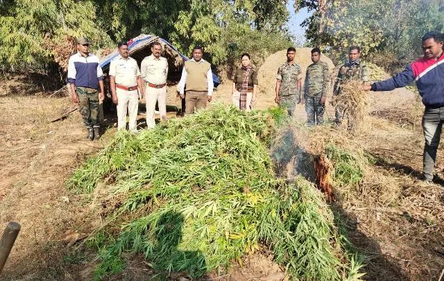 ପୁଣି କାଉଡ଼ୋଲା ଅଞ୍ଚଳରେ ଚଢାଉ: ୧୦ ହଜାରରୁ ଊର୍ଦ୍ଧ୍ବ ଗଞ୍ଜେଇ ଗଛ ନଷ୍ଟ କଲା ପୁଲିସ