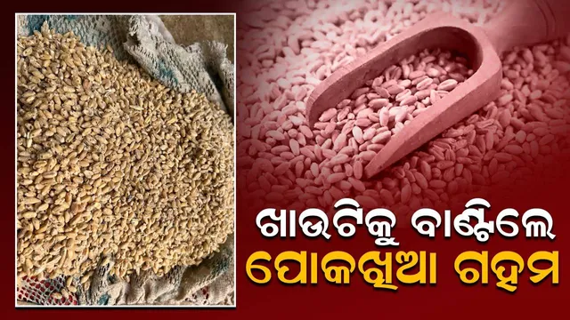 ଖାଉଟିଙ୍କୁ ବାଣ୍ଟିଲେ ପୋକଖିଆ ଗହମ; ଦେଖାଇଲେ ନାଲିଆଖି, ଚାଉଳ ବନ୍ଦ ନେଇ ଦେଲେ ଧମକ