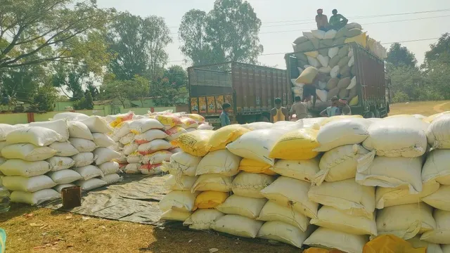 ସ୍ୱଳ୍ପ ବୃଷ୍ଟିପାତ ଯୋଗୁଁ ଧାନ ଚାଷ ଉପରେ ପ୍ରଭାବ; ଗତବର୍ଷ ତୁଳନାରେ ମଣ୍ଡିରେ କମିଛି ଧାନ କିଣା