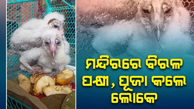 ମନ୍ଦିରରେ ପୂଜା ପାଇଲେ ଗରୁଡ଼ ପରି ଦେଖାଯାଉଥିବା ପକ୍ଷୀ