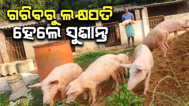 ଦାଦନ ଖଟି ପେଟ‌ ପୋଷୁଥିଲେ ସୁଶାନ୍ତ, ଧଳା ଘୁଷୁରି ଚାଷ କରି ଆତ୍ମନିର୍ଭରଶୀଳ ହେଲେ