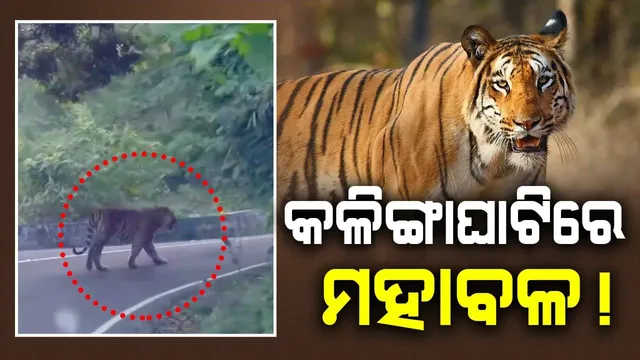 କଳିଙ୍ଗାଘାଟିରେ ମହାବଳ ବାଘ! ସାମଜିକ ଗଣମାଧ୍ୟମରେ ଘୁରି ବୁଲୁଛି ଭିଡିଓ