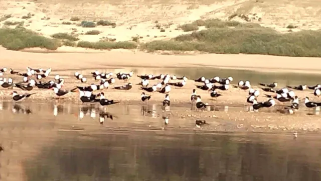 ସାତକୋଶିଆ ଓ ତେଲକୋଇରେ ପକ୍ଷୀଗଣନା ଶେଷ