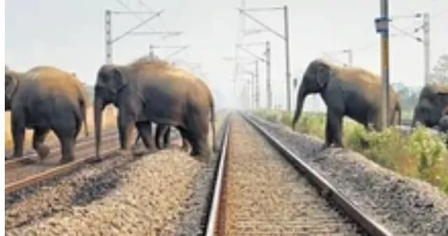 ଫସଲ ଅମଳ ସମୟରେ ହାତୀପଲ: ଅସୁରକ୍ଷିତ ଭାବେ ଅତିକ୍ରମ କରୁଛନ୍ତି ରେଳଲାଇନ୍‌