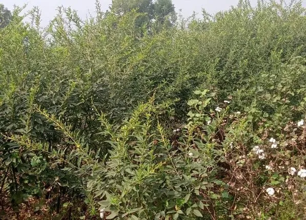 ପାଣିପାଗ ପରିବର୍ତ୍ତନ ଯୋଗୁଁ କାନ୍ଦୁଲ ଚାଷ ପ୍ରଭାବିତ: ଚିନ୍ତାରେ ଚାଷୀ, କ୍ଷତିପୂରଣ ନେଇ କଲେ ଦାବି