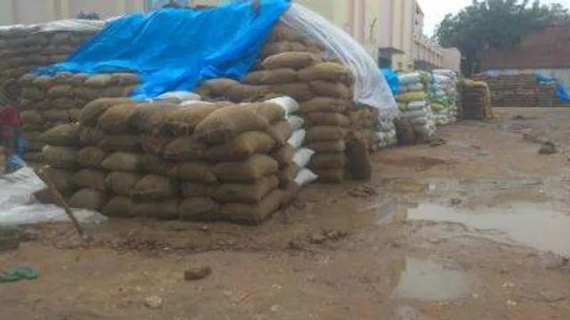 ଖରିଫ୍‌ ଧାନରେ ବର୍ଷା ମାଡ଼