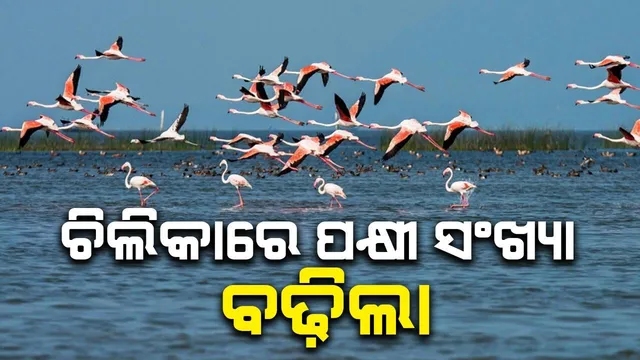 ଏଥର ଚିଲିକାରେ ୧୮୭ ପ୍ରଜାତିର ୧୧.୩୭ ଲକ୍ଷ ପକ୍ଷୀ, ନଳବଣରେ ସର୍ବାଧିକ ବିହଙ୍ଗଙ୍କ ସମାବେଶ