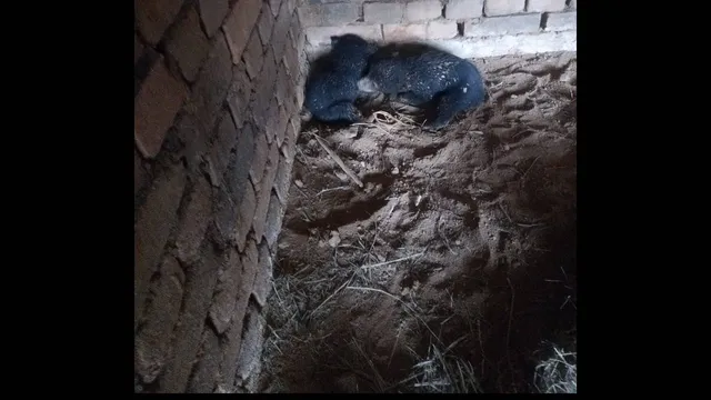 ୨ ଶାବକକୁ ଜଗି ରହିଛି ଭାଲୁ; ଚନାବେଡ଼ା ଗାଁ ଲୋକେ ଭୟଭୀତ