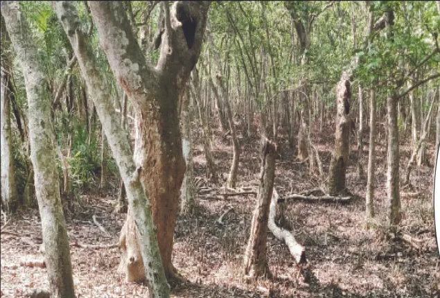 ସଂକଟରେ ଭିତରକନିକାର ଜୈବ ବିବିଧତା: ଚାରିଆଡ଼ୁ ବିପଦ