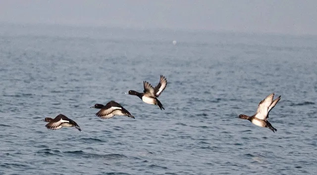 ହୀରାକୁଦ ଜଳଭଣ୍ଡାରକୁ ବିଦେଶୀ ପକ୍ଷୀଙ୍କ ଆଗମନ