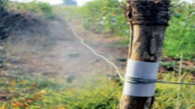 ବନ କର୍ମଚାରୀଙ୍କୁ ବିଦ୍ୟୁତ୍ ଫାଶ ଡର: ଜଙ୍ଗଲରେ ଶିକାରୀ ବିଛାଉଛନ୍ତି ତାର