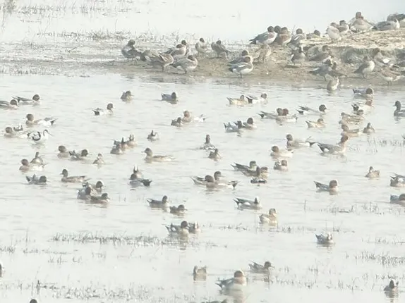 ଜାନୁଆରି ୮ରେ ହୀରାକୁଦ ଜଳଭଣ୍ଡାରରେ ପକ୍ଷୀ ଗଣନା, ନିୟୋଜିତ ‌ହେବେ ୩୨ଟି ଟିମ୍‌