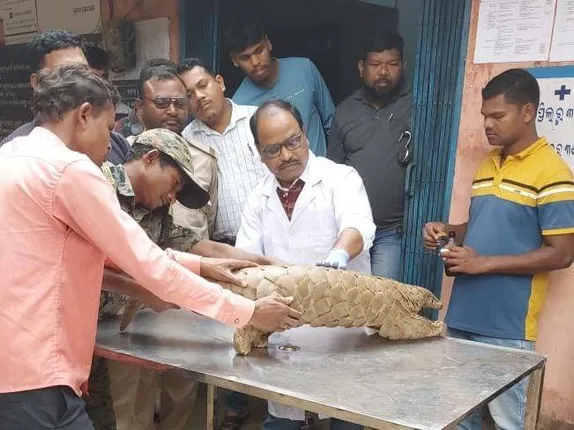 ଜୀବନ୍ତ ବଜ୍ରକାପ୍ତା ଉଦ୍ଧାର; ୨କିଲୋ କାତି ଜବତ, ୪ ଅଟକ