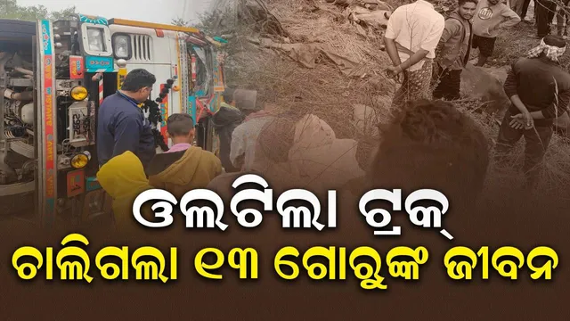 ଗୋଚାଲାଣ କରୁଥିବା ଟ୍ରକ୍ ଦୁର୍ଘଟଣାଗ୍ରସ୍ତ: ୧୩ ଗୋରୁ ମୃତ
