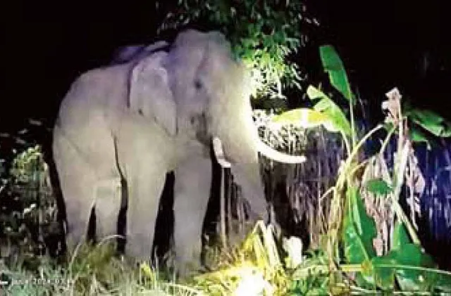 ଦନ୍ତା‌କୁ ବାନ୍ଧିଲା ବନ ବିଭାଗ: ନନ୍ଦକାନନ ନିଆଯିବ