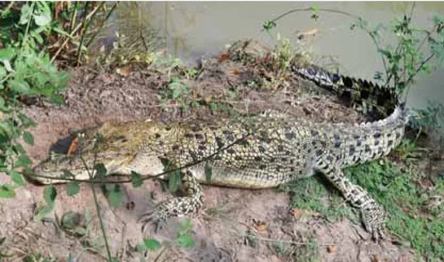 ଭିତରକନିକାରେ ୨୦ ଧଳା କୁମ୍ଭୀର