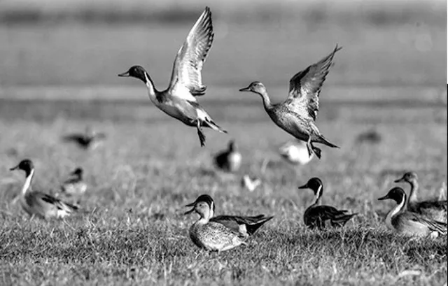 ଦୂର ଦେଶର ଅତିଥି