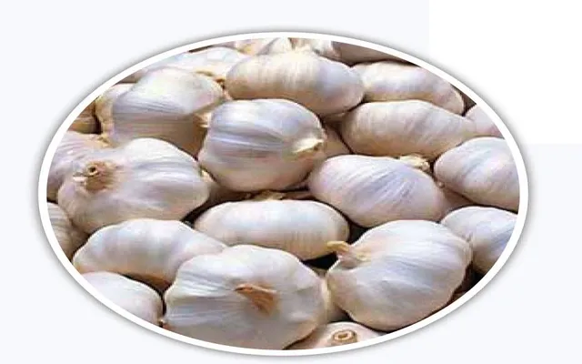 ବେପାରୀଙ୍କ ନିୟନ୍ତ୍ରଣରେ ରସୁଣ: ଅମଳ ବେଳେ ବି କିଲୋ ୪୦୦