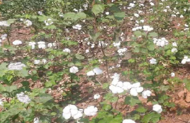 ଆନ୍ଧ୍ର ଦଲାଲଙ୍କ କବ୍‌ଜାରେ ଓଡ଼ିଶା ଜମି: କପା ଚାଷ କରି ହେଉଛନ୍ତି ମାଲେମାଲ