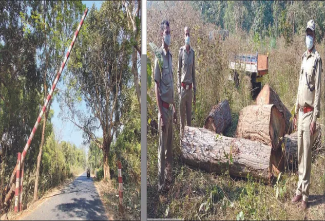 ତନଖି ଫାଟକ ଉଠିଯିବା ପରେ କାଠମାଫିଆ ସକ୍ରିୟ: ଧ୍ବଂସ କରିଦେବେ ଦଶପଲ୍ଲା ଜଙ୍ଗଲ