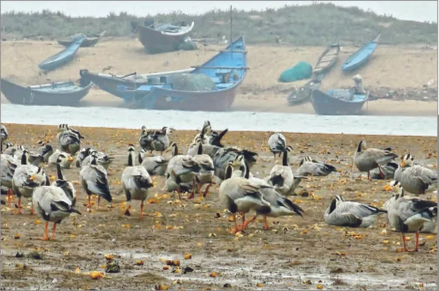 ଋଷିକୁଲ୍ୟା ମୁହାଣରେ ମଙ୍ଗୋଲିଆ ଧ୍ରୁବହଂସ