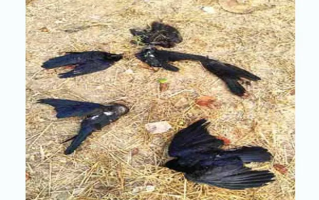 ପଟ୍ଟାମୁଣ୍ଡାଇରେ କାଉ ମଡ଼କ: ଦୁଇ ଦିନରେ ୫୦ରୁ ଅଧିକ ମୃତ