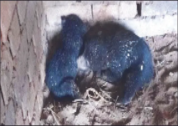 ୨ ଶାବକକୁ ଜଗି ରହିଛି ଭାଲୁ: ଚନାବେଡ଼ା ଗାଁ ଲୋକେ ଭୟଭୀତ