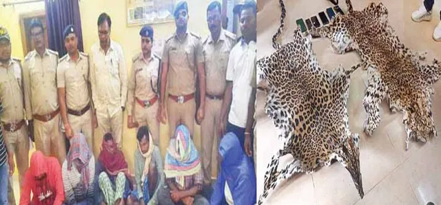 ତିନି ବାଘଛାଲ ଜବତ, ୯ ଗିରଫ