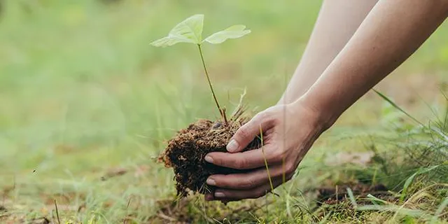 ଚାରା ଘୋଟାଲାକୁ ନେଇ ଆନ୍ଦୋଳନକୁ ଓହ୍ଲାଇବ ବିଜେପି