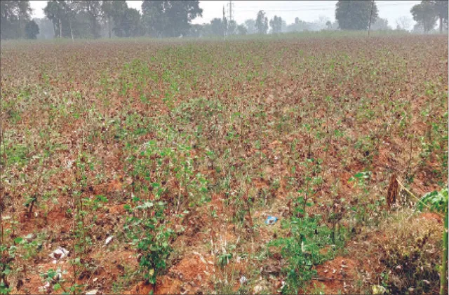 କାଳ ହେଲା ଅଦିନିଆ ବର୍ଷା: ବିଲରେ ଭିଜିଲା କପା