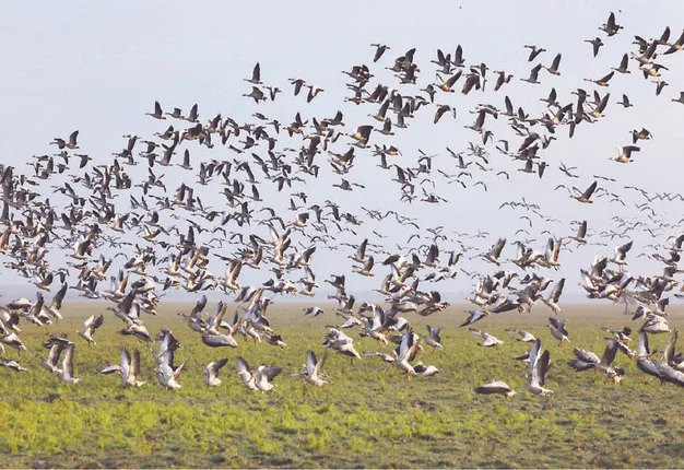 ଭିତରକନିକାରେ ବଢିଲେ ବିଦେଶୀ ପକ୍ଷୀ: ଗତ ବର୍ଷଠାରୁ ୧୧୪୬୨ ଅଧିକ ପକ୍ଷୀ