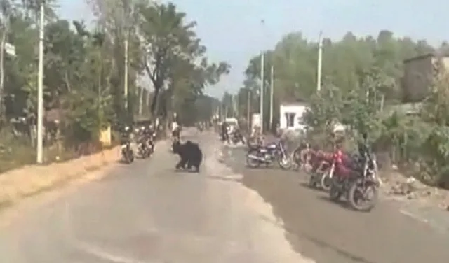 ଗାଁରେ ଆତଙ୍କ ଖେଳାଇଲେ ଭାଲୁ ଓ ଶିଆଳ: ଯାହାକୁ ଦେଖିଲେ କାମୁଡ଼ିଲେ, ୮ କ୍ଷତାକ୍ତ