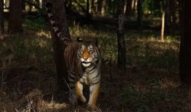 ଏଣିକି ପ୍ରତିବର୍ଷ ବାଘଗଣନା: ଓଡ଼ିଶାରେ ବଢ଼ୁଛି କଳାବାଘ ବଂଶ