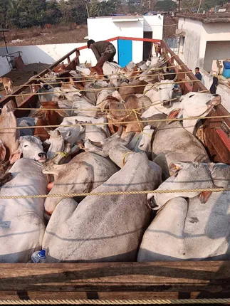 ଗୋରୁ ବୋଝେଇ ଗାଡ଼ି ଜବତ, ଚାଳକ ଓ ହେଲପର ଚମ୍ପଟ