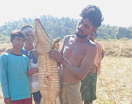 ମାଛ ଜାଲରେ ପଡ଼ିଥିବା କୁମ୍ଭୀର ମାରି ମାଂସ ଖାଇଦେଇଥିବା ସନ୍ଦେହ