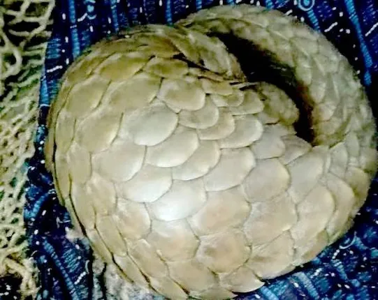 ବଜ୍ରକାପ୍ତା ଉଦ୍ଧାର, ବନ ବିଭାଗକୁ ହସ୍ତାନ୍ତର