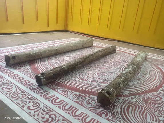 ଶ୍ରୀପଞ୍ଚମୀରେ ଅନୁକୂଳ ହେଲା ରଥକାଠ; ତିନି ଧଉରା କାଠ ରଖି ପୂଜାର୍ଚ୍ଚନା