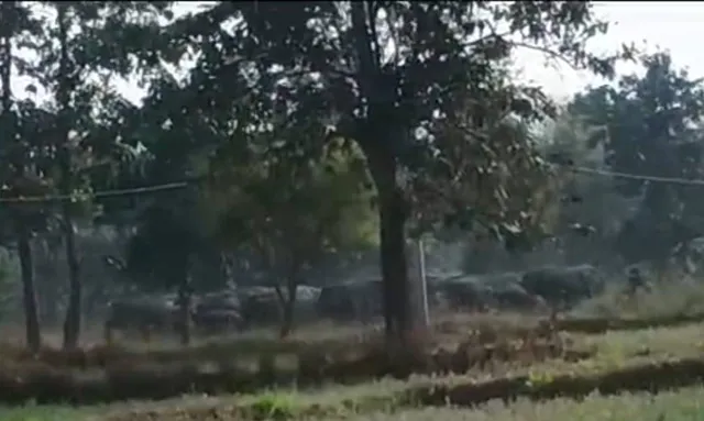 ପୁଣି ଚାଷଜମିମୁଁହା ହାତୀପଲ; ଖାଇଲେ-ନଷ୍ଟକଲେ ଫସଲ, ଲୋକେ ଆତଙ୍କିତ