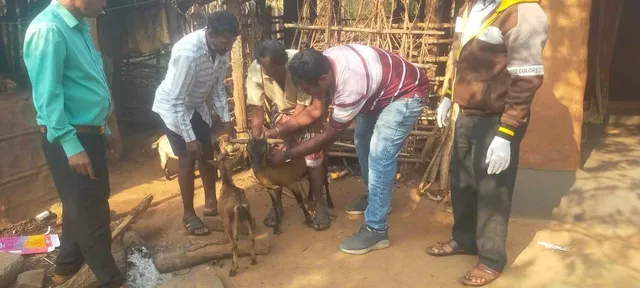 ପଶୁ ଡାକ୍ତରଙ୍କ ଆନ୍ଦୋଳନ ଜାରି; ପ୍ରାଣୀଧନ ନୀରିକ୍ଷକ କରୁଛନ୍ତି ଚିକିତ୍ସା