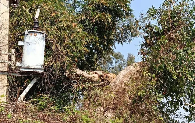 ଛେଳି ପାଇଁ ଗଛରେ ଡାଳ କାଟିବା କାଳ ହେଲା; ୧୧କେଭି ବିଦ୍ୟୁତ୍ ତାର ସଂସ୍ପର୍ଶରେ ଆସି ମହିଳା ମୃତ