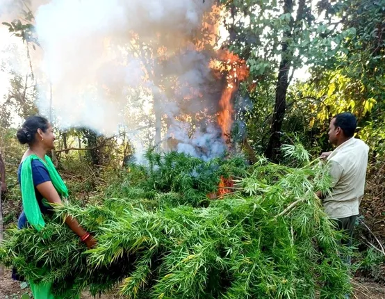 ସଂରକ୍ଷିତ ଜଙ୍ଗଲରେ ୩ କୋଟିରୁ ଅଧିକ ଟଙ୍କା ମୂଲ୍ୟର ଗଞ୍ଜେଇ ଗଛ ନଷ୍ଟ କଲା ପୁଲିସ