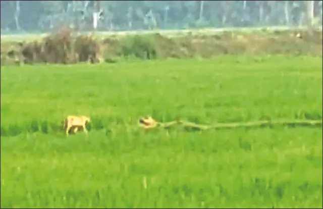 ସତ୍ୟବାଦୀରେ ବାଘ!