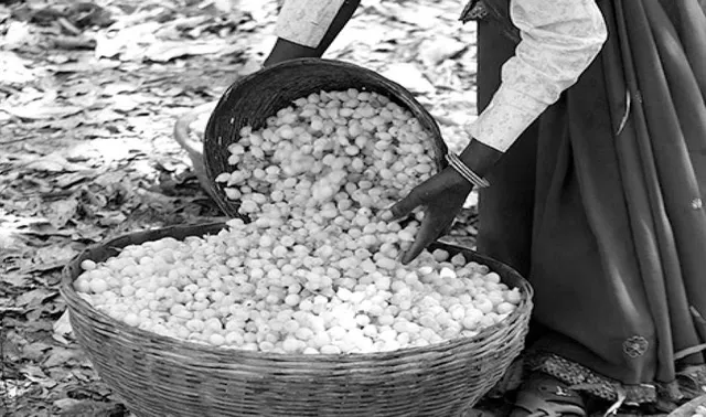 ‘ମହୁଲ ମିସନ’ ପାଇଁ କିଛି ଯୁକ୍ତି