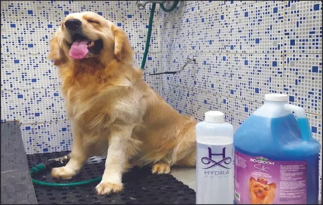 ହେୟାର୍‌ କଲର୍‌ ପାଇଁ ପାର୍ଲର୍‌ ଯାଉଛନ୍ତି କୁକୁର