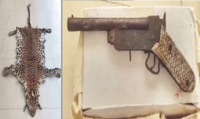 ଚିତାବାଘ ଛାଲ ଓ ବନ୍ଧୁକ ଜବତ, ଜଣେ ଗିରଫ