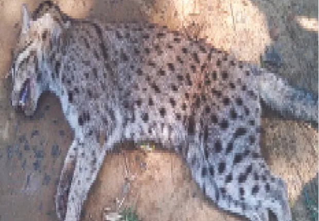 ବାଘ ଭାବି ଫିସିଂ କ୍ୟାଟ୍‌କୁ ମାରିଦେଲେ