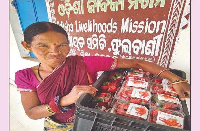 କନ୍ଧମାଳ: ହଳଦୀ ପରେ ଷ୍ଟ୍ରବେରି: ଦୈନିକ ୧ କ୍ବିଣ୍ଟାଲ ଉତ୍ପାଦିତ ହେଉଛି